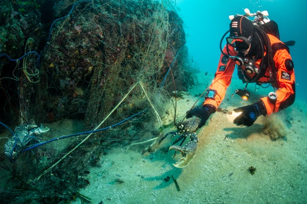Ghost Diving - Diver relocates lobster away from a ghost net